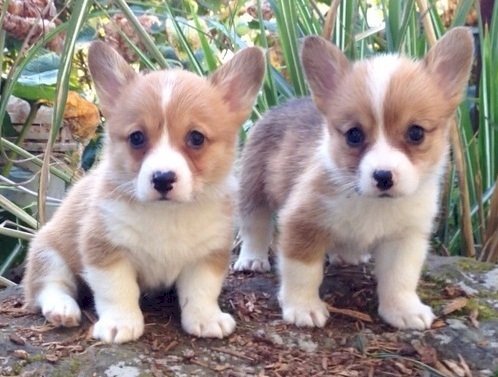 Cachorro Pembroke Welsh Corgi Bebe Miniatura Precio Asequible En Venta Guayama Puerto Rico Venta De Perros