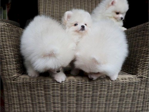 Pomerania Bebe Blanco De 2 Meses Guayama Puerto Rico Venta De Perros