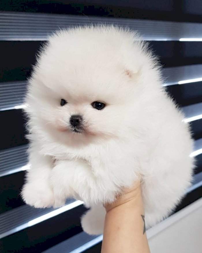 Pomerania Adopcion Blanco Bebe Mercer County New Jersey Venta De Perros