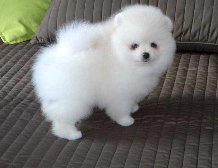 Pomerania Cara Oso Bebe Blanco Portsmouth New Hampshire Venta De Perros