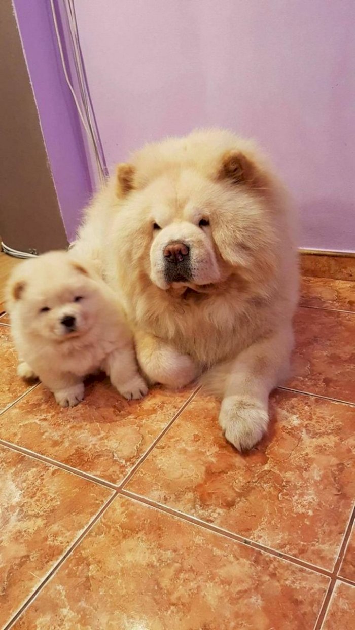 Cachorros Chow Chow Recien Nacido Blanco En Venta A Buen Precio Denver Colorado Venta De Perros