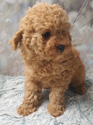 Cachorro Poodle Caniche Toy Canela A Buen Precio De Venta Arecibo Puerto Rico Venta De Perros