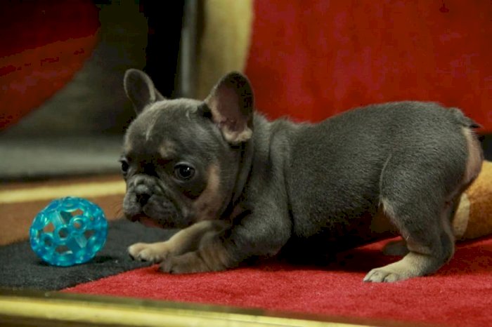 Cachorro Bulldog Frances Recien Nacidos A La Venta Helen Georgia Venta De Perros