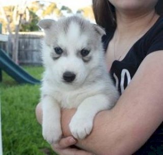 Cachorro Husky Siberiano De Raza Bebe Blanco Con Gris Para Comprar A Precio De Venta Asequible Fort Morgan Colorado Venta De Perros