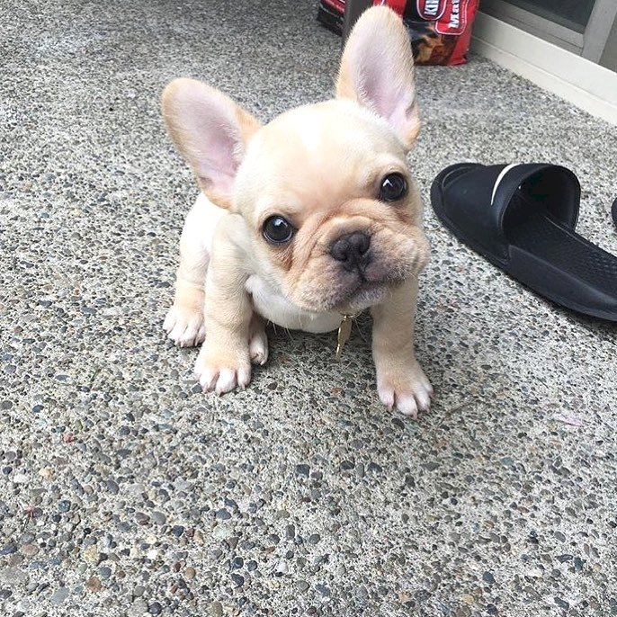 Bulldog Frances Bebe Blanco Disponible Para Comprar Al Mejor Precio De Venta Western Slope Colorado Venta De Perros