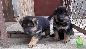 Cachorro de pastor alemán de 1 mes en venta