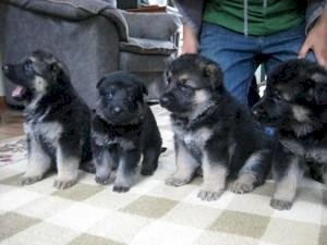 Cachorros de pastor alemán en venta