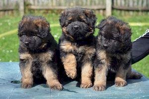 Perros pastor alemán en venta
