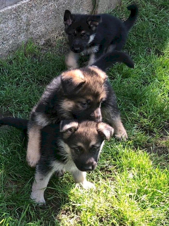 Cachorro pastor alemán negro recien nacidos en adopcion
