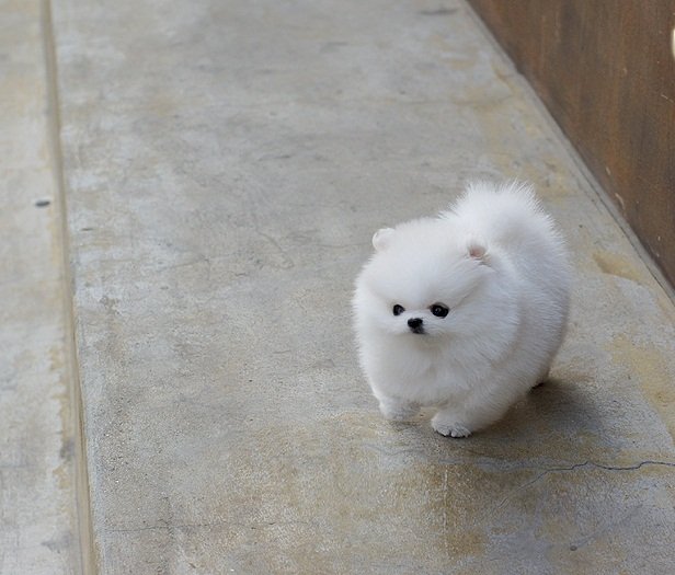 Pomerania Bebe Blanco De 3 Meses Doraville Georgia Venta De Perros