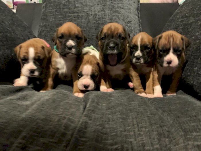 Bebes Boxer De 2 Meses En Venta Delaware City Delaware Perros En Adopcion