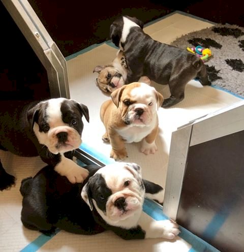 Adorables Bebes Bulldog Ingles Mini Color Blanco Y Negro En Venta Arecibo Puerto Rico Venta De Perros