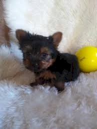 Miniature yorkshire terrier negro bebe macho y hembra de raza en venta