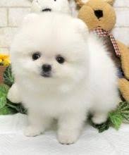 Pomeranian Bebe Mini Blanco En Venta Bridgeport Connecticut Venta De Perros