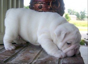 Bulldog Ingles Blanco Bebe Macho De 1 Mes A Buen Precio De Venta New London Connecticut Venta De Perros