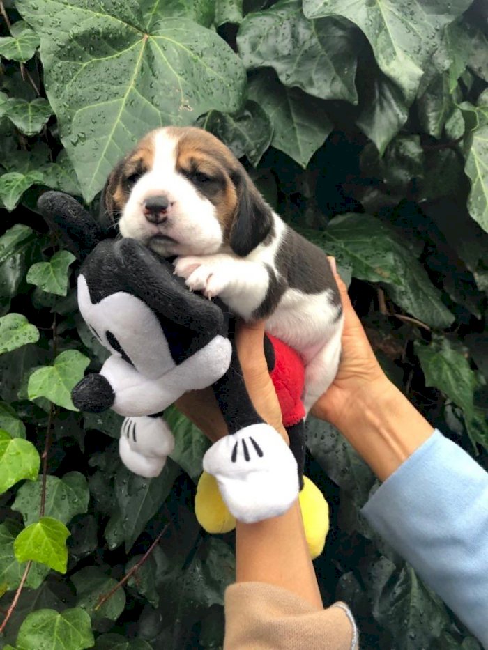Cachorro beagle mini toy de 2 meses a excelente precio de venta