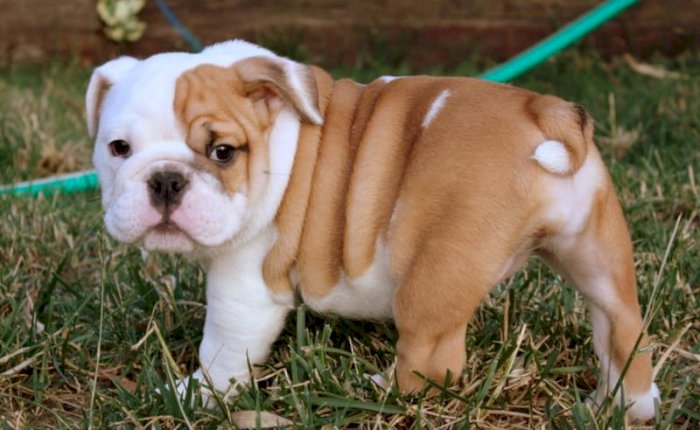Bulldog ingles cachorro de 5 meses para la venta