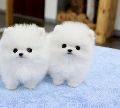 Cachorros pomerania blanco en adopción