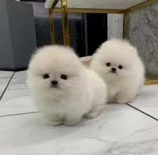 Perritos Bebes Pomerania Toy Mini Para La Venta Mejor Precio Boca Raton Florida Venta De Perros