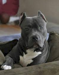 Cachorros Pitbull De 3 Meses Grises Ojos Azules En Venta Western Massachusetts Massachusetts Venta De Perros