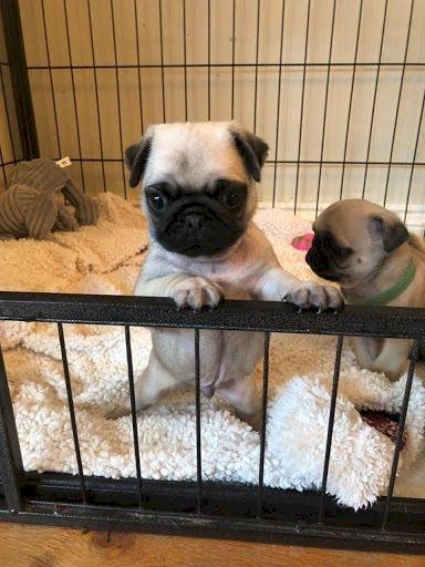 Cachorros Pug Frances Bebe De Raza Disponible Para La Venta Gwinnett Georgia Venta De Perros