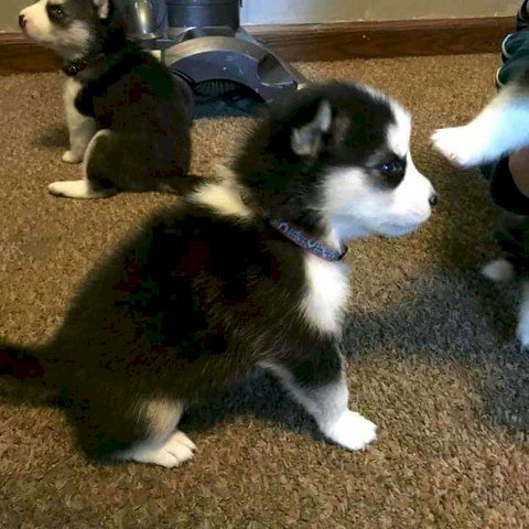 Husky Siberiano Bebes Blanco Y Negro Con Ojos Azules En Adopcion Fajardo Puerto Rico Perros En Adopcion