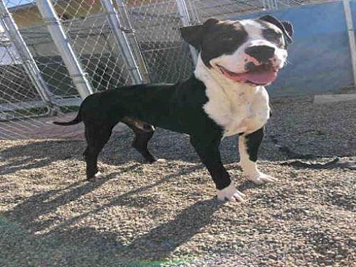 Pitbull Terrier Boxer Mix Perro Grande Blanco Y Negro Para Adopcion Gratis Salinas California Perros En Adopcion