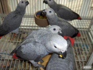 Loro gris africano del congo hembra disponible para comprar
