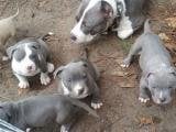 Venta De Pitbull Terrier Bebes De 2 Meses Blanco Y Gris A Excelente Precio New Jersey Venta De Perros