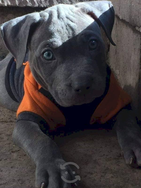 Pequeno Bebe Raza Pitbull Terrier Blue A Buen Precio Para La Venta Auburn Alabama Venta De Perros