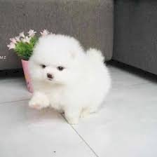 Pomerania Tacita De Te Bebe Original Blanco Al Mejor Precio De Venta Delaware City Delaware Venta De Perros