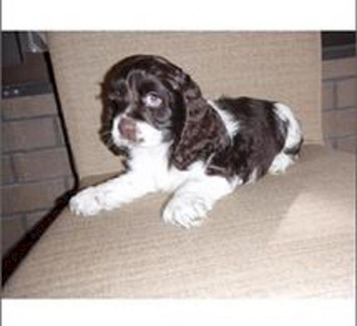 Cocker Spaniel Blanco Y Negro Bebe A Buen Precio De Venta Broward Florida Venta De Perros