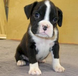 Perros Boxer Bebes Blanco Y Negro En Venta Calexico California Venta De Perros