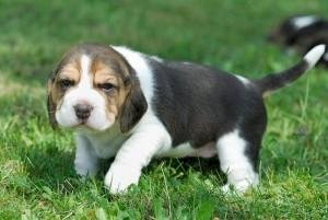 Beagle Bebe Recien Nacido En Venta Haverhill Massachusetts Venta De Perros