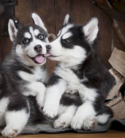 Husky siberiano bebes blanco y negro de 4 meses a buen precio de venta