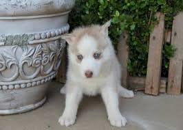 Husky Siberiano Bebe Amarillo Con Blanco De Ojos Azules En Venta Al Mejor Precio Los Alamitos California Venta De Perros