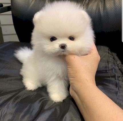 Pomerania lulu cachorro blanco a la venta a buen precio