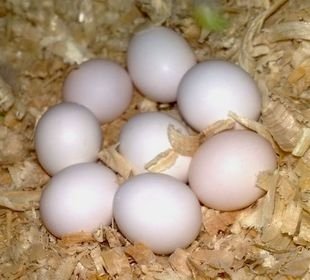 Fértiles huevos de guacamayo loro en venta