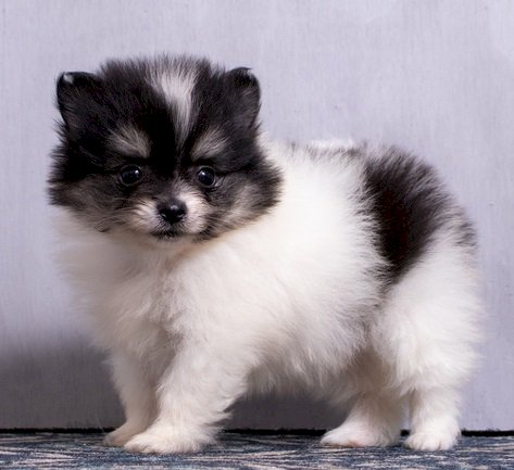 Pomerania Mini Toy Bebe Blanco Y Negro A La Venta Humacao Puerto Rico Venta De Perros