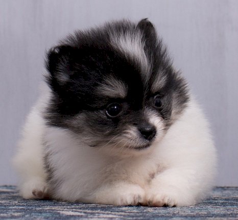 Pomerania Mini Toy Bebe Blanco Y Negro A La Venta Humacao Puerto Rico Venta De Perros