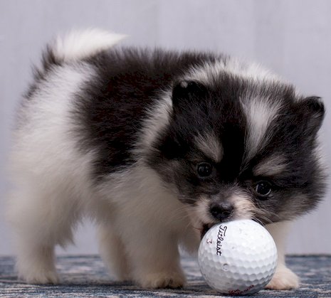 Pomerania Mini Toy Bebe Blanco Y Negro A La Venta Humacao Puerto Rico Venta De Perros