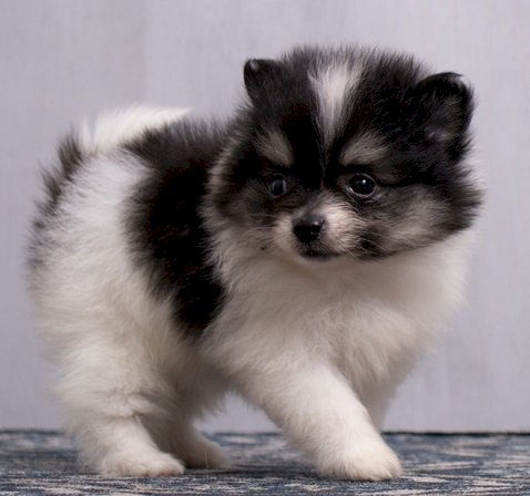 Pomerania Mini Toy Bebe Blanco Y Negro A La Venta Humacao Puerto Rico Venta De Perros