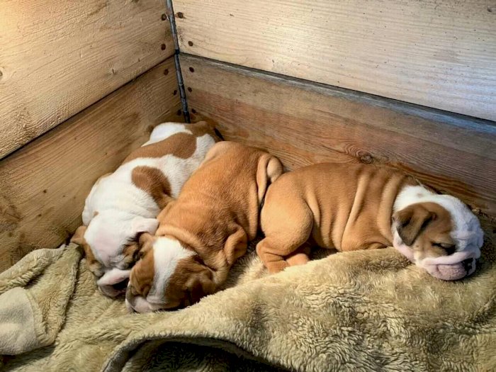 Cachorros bulldog ingles mini recien nacido en adopcion