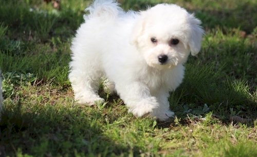 Bichon Frise Bebe Para Comprar Al Mejor Precio Venta Monterey California Venta De Perros