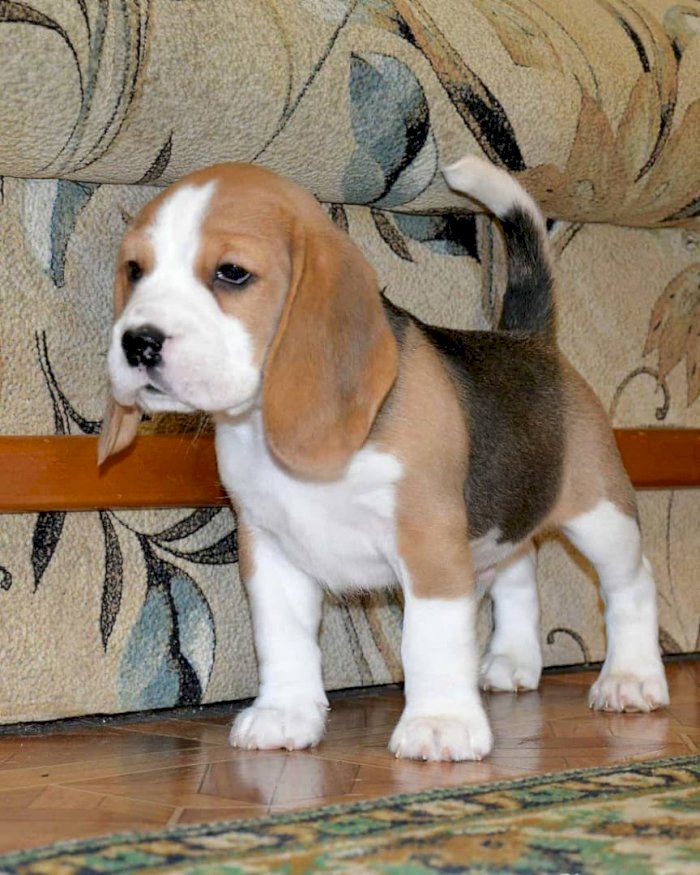 Perro Beagle Enano Bebe De 3 Meses A Buen Precio De Venta Waterbury Connecticut Venta De Perros