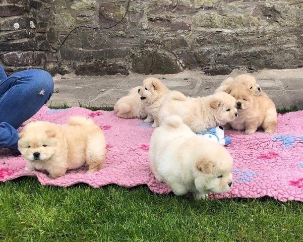 Cachorros Chow Chow Bebes Color Beige A Buen Precio De Venta Carolina Puerto Rico Venta De Perros