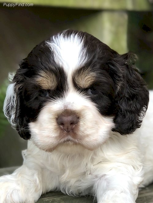 Cocker Spaniel Mini Toy Hembra Blanco Y Negro En Venta Garland Texas Venta De Perros