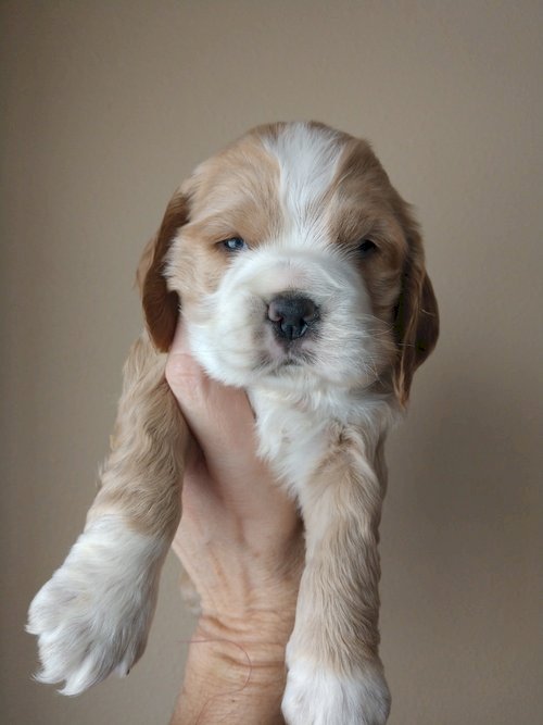 Cocker Spaniel Blanco Bebe Recien Nacido En Adopcion Garland Texas Perros En Adopcion