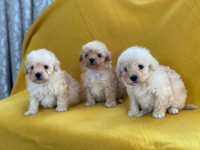 Cachorros Poodle Caniche Mini Toy Blanco Al Mejor Precio De Venta Freehold New Jersey Venta De Perros