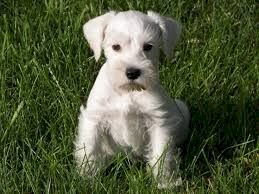 Schnauzer Blanco Bebe Al Mejor Precio Chico California Venta De Perros